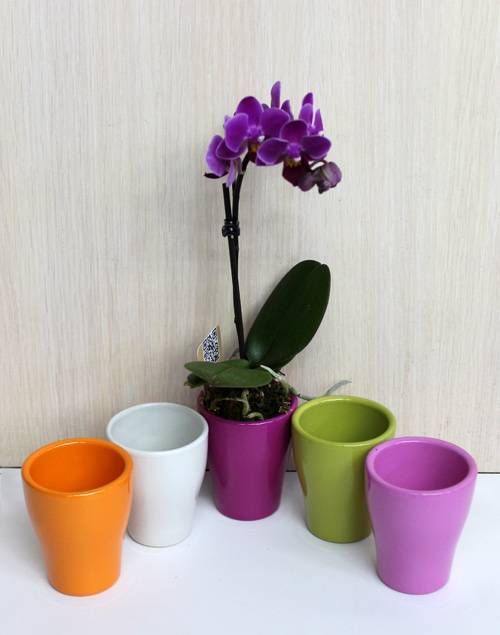 Как выбрать горшок для орхидеи: в какой сажать — стеклянный или кашпо? виды горшков, размеры и фото