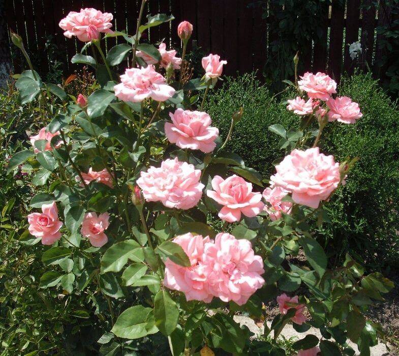 Роза квин элизабет (queen elizabeth): описание и фото, отзывы, как сажать, уход за чайно-гибридным сортом