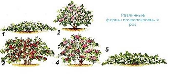 Роза почвопокровная схема посадки