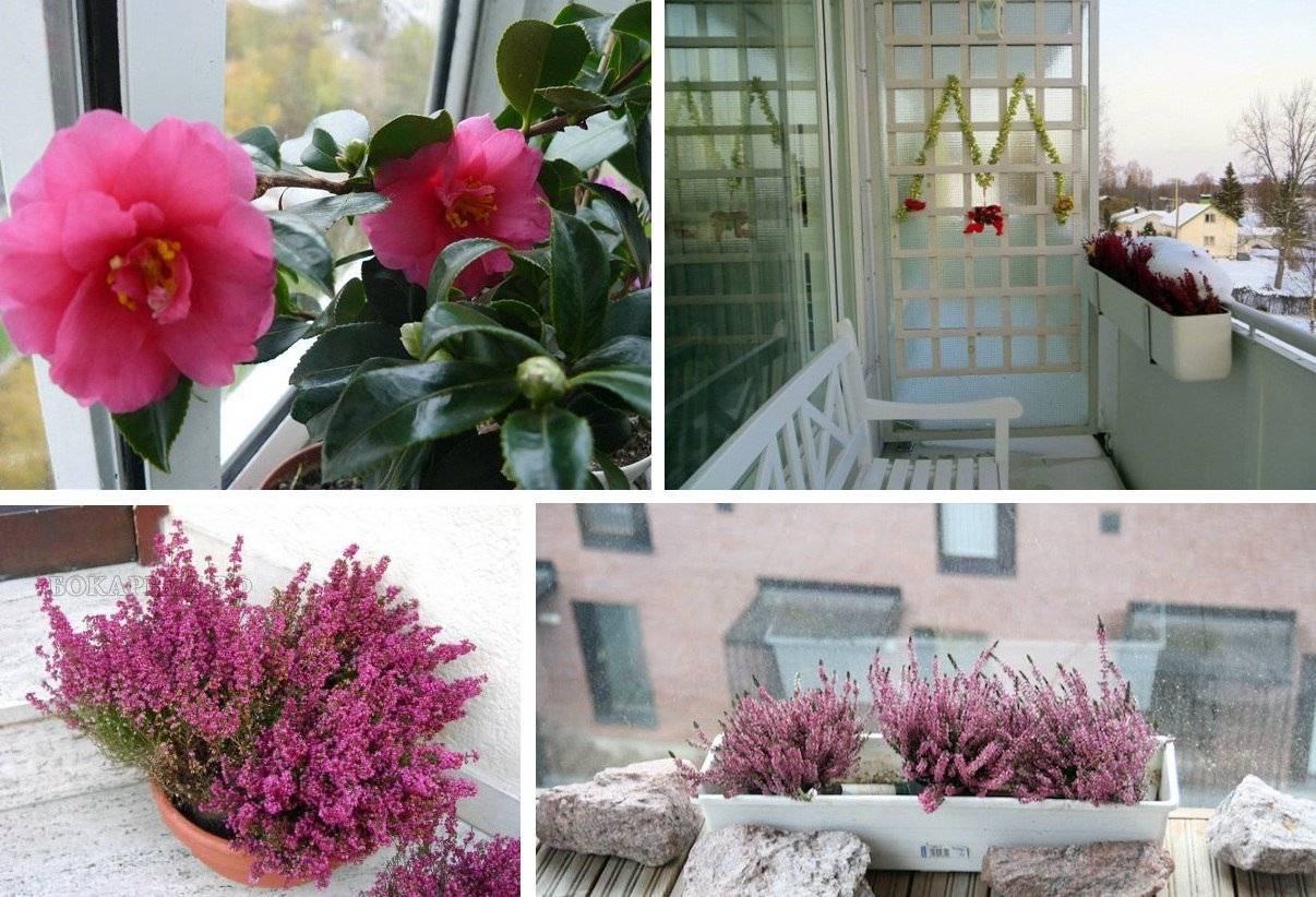 Пионы в горшке: как посадить и вырастить комнатные цветы в домашних условиях, какие трудности могут возникнуть при посадке соцветий дома или на балконе?