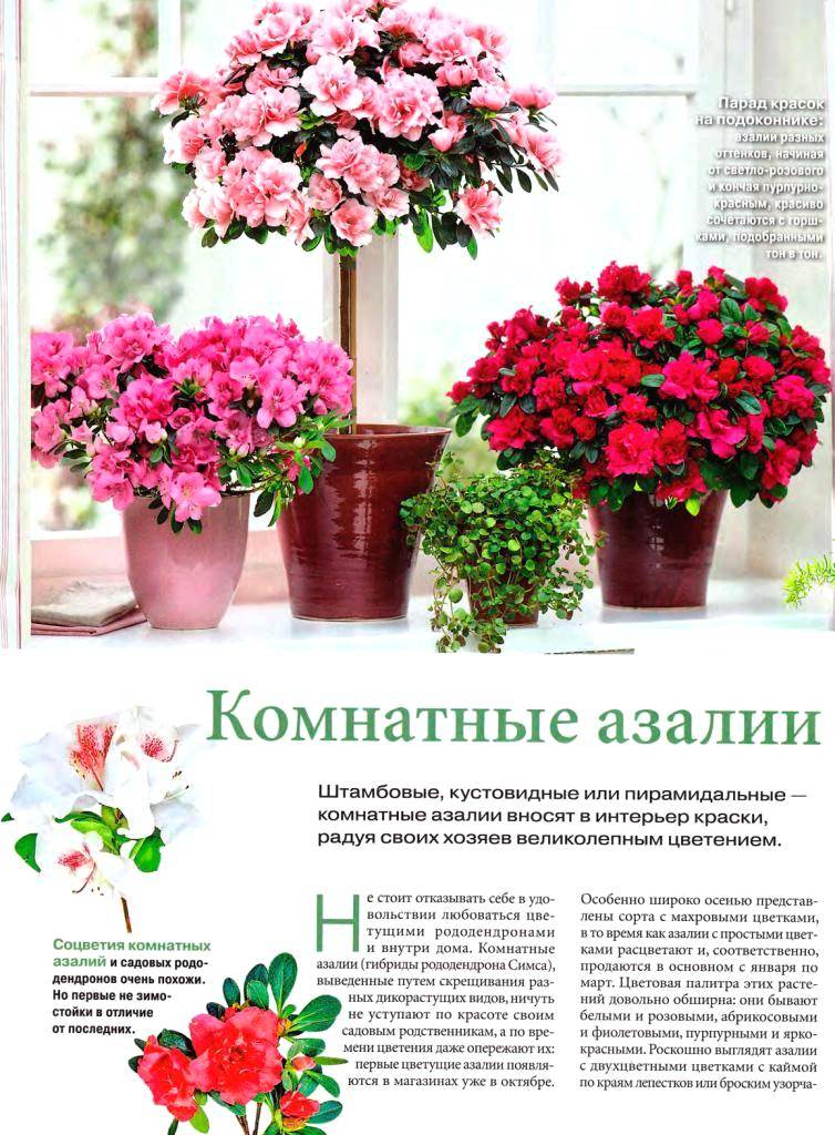 ᐉ азалия в домашних условиях: зимовка и полив, почему азалия сбрасывает листья - roza-zanoza.ru