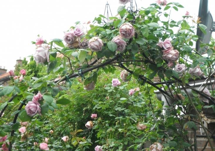 Описание плетистой розы “индиголетта” (indigoletta) с отзывами и уходом