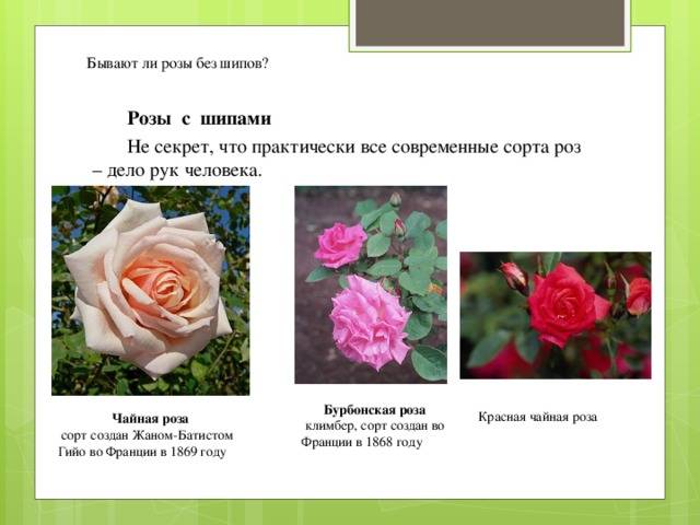 Розы без шипов: лучшие сорта