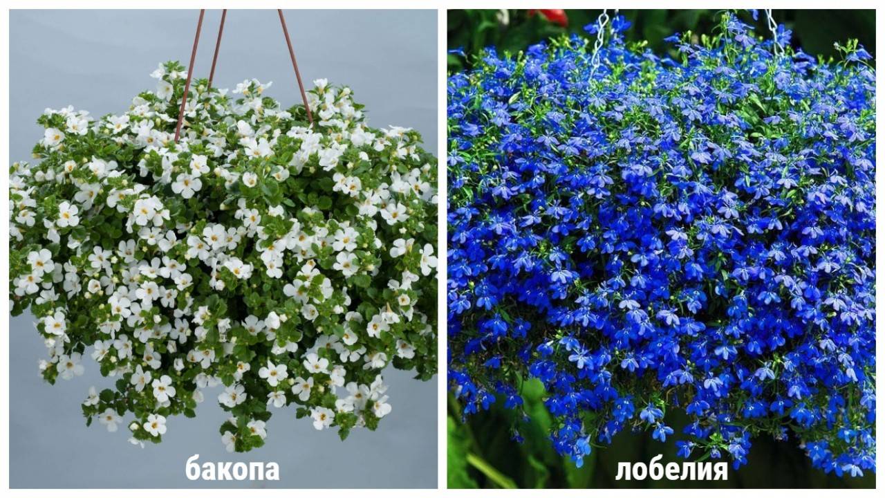 Цветок бакопа ампельная — белые, голубые, махровые и раскидистые сорта