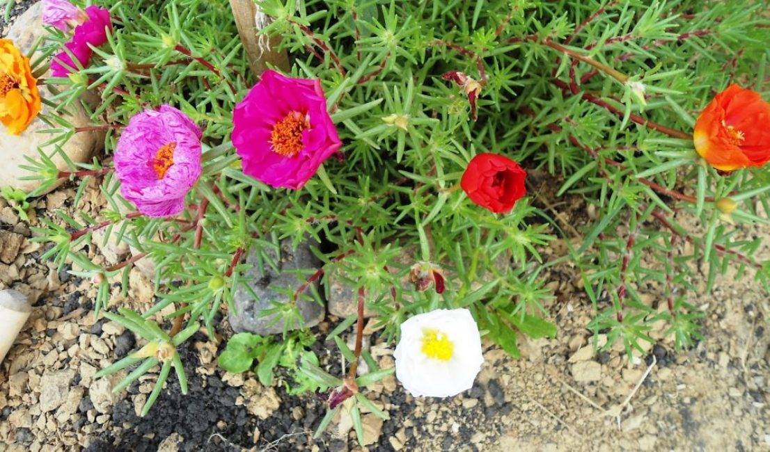 Цветок портулак крупноцветковый, махровый – выращивание из семян, когда сажать, уход за растениями