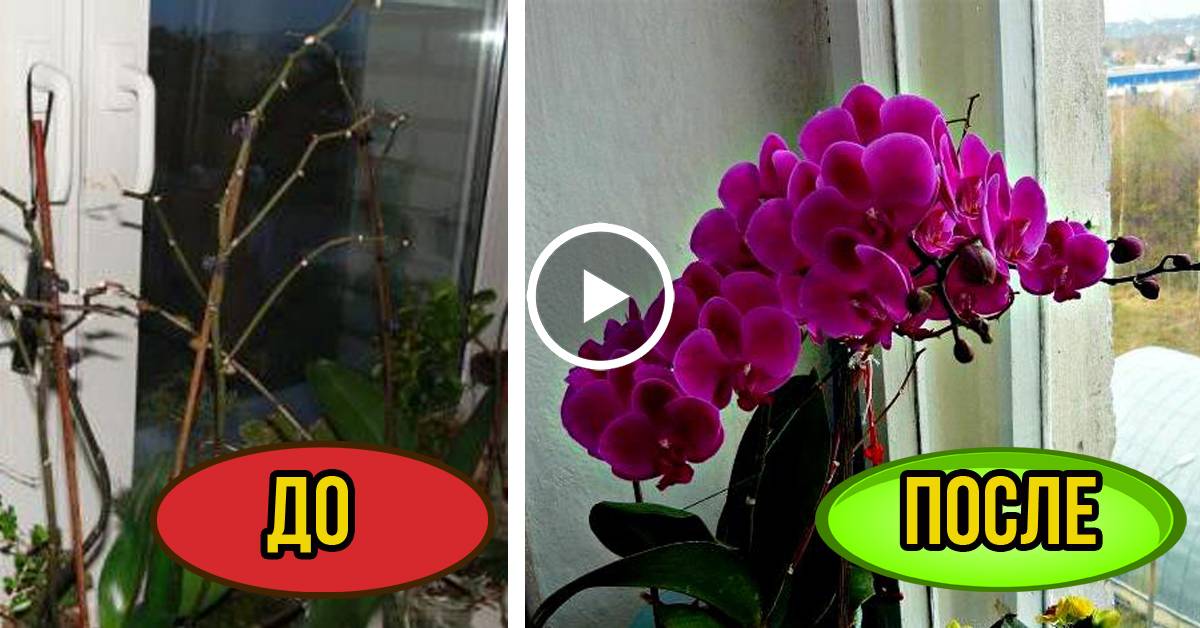 Почему не цветет орхидея и как заставить цвести