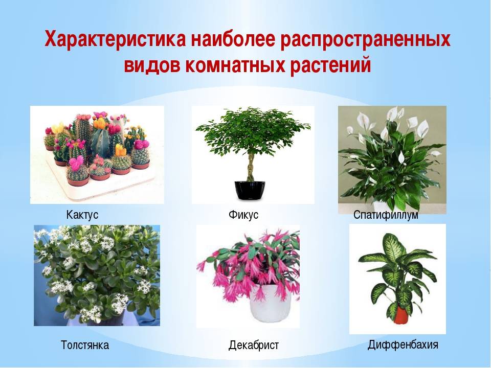 Цветущие комнатные цветы: названия популярных видов домашних растений, которые будут цвести зимой, и перечень растений по цвету бутона