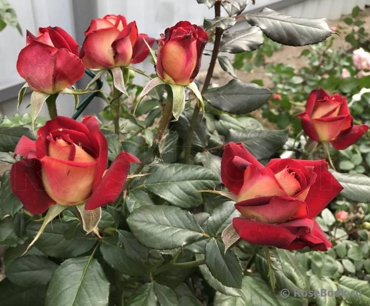 Чайно-гибридные розы: посадка и уход, популярные сорта