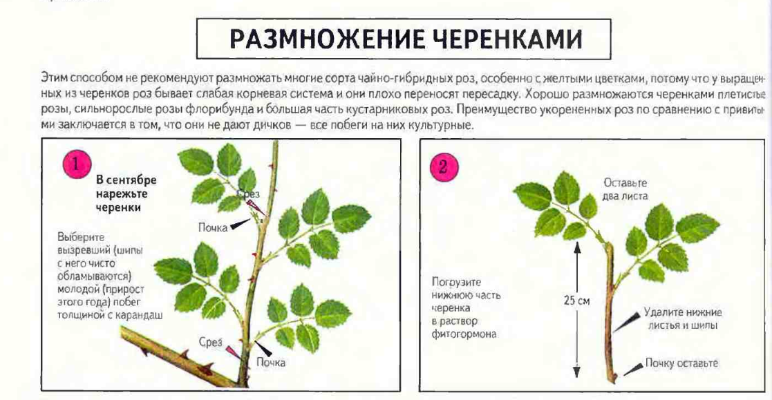 Спирея березолистная - фото и описание кустарника. сорта березолистной спиреи (spiraea betulifolia) - тор, вангутта, gold, pink