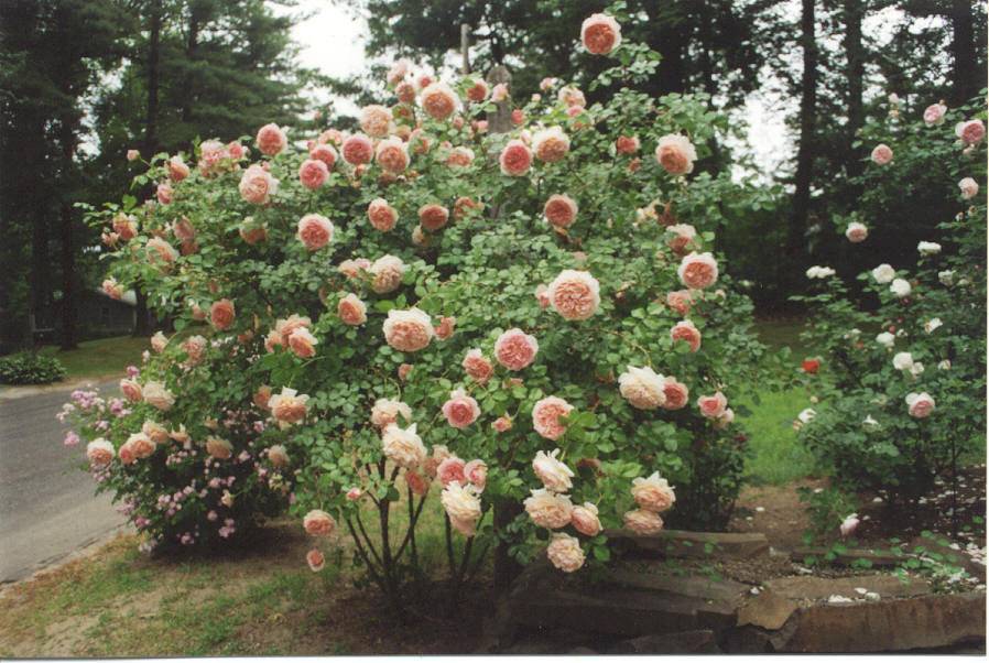 Парковая английская роза абрахам дерби (abraham darby) – фото, описание, отзывы цветоводов. энциклопедия роз usadba.guru