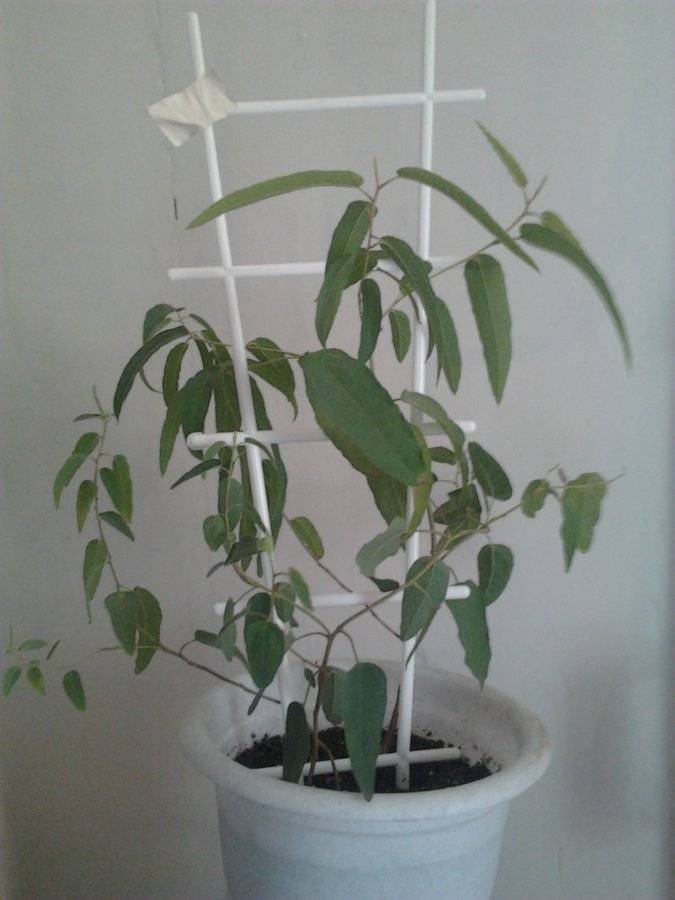 Выращивание лимонного эвкалипта из семян в домашних условиях