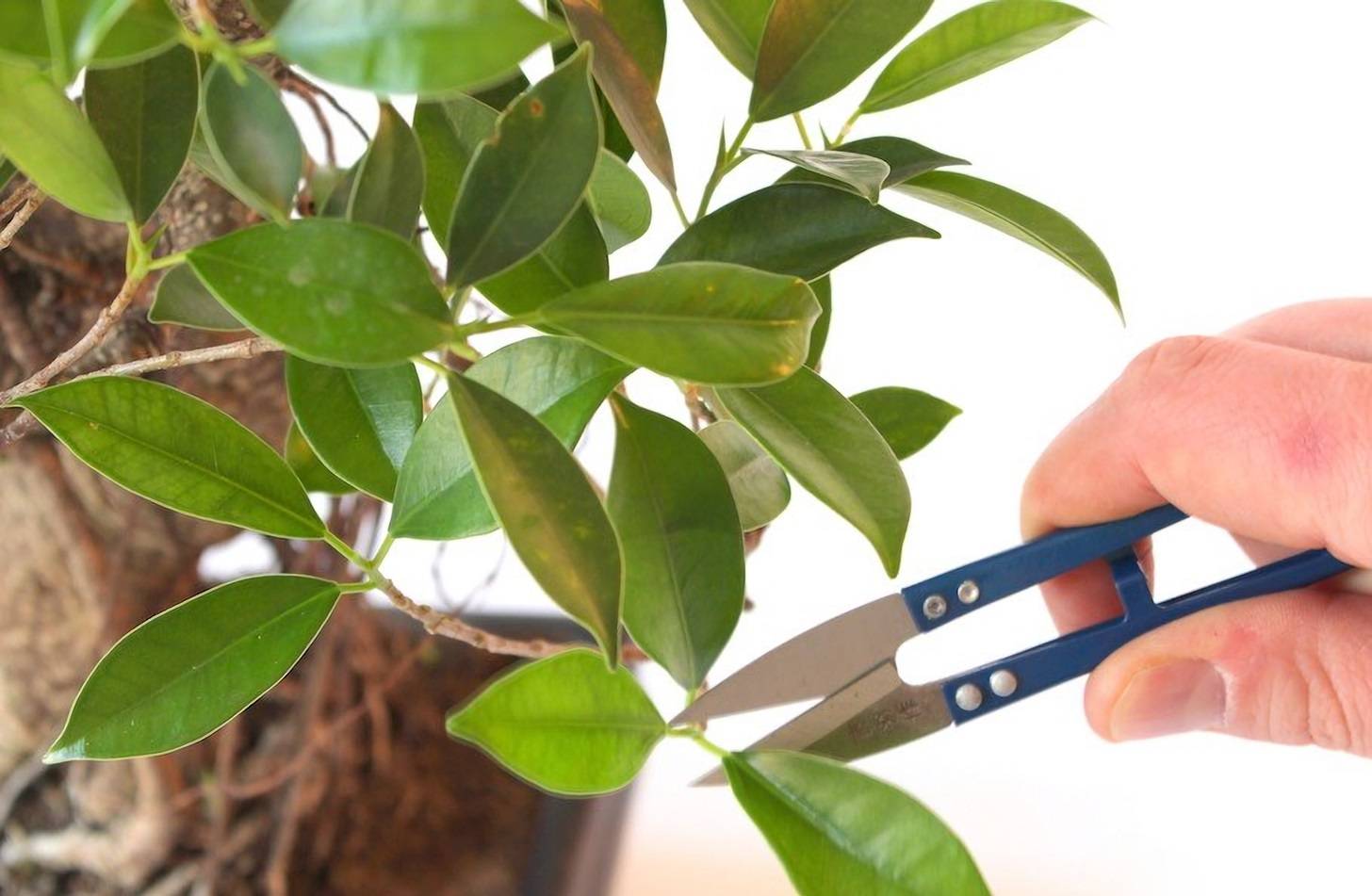 Как правильно обрезать комнатное растение, общие правила
