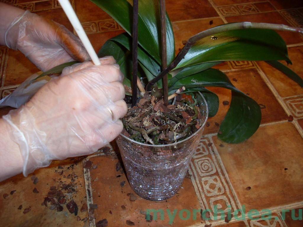 Орхидея: уход в домашних условиях после покупки и после цветения | цветок в доме