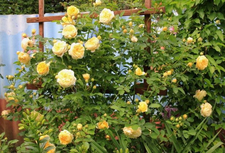 Graham thomas — английская чайно-гибридная роза с насыщенным ароматом и яркой расцветкой