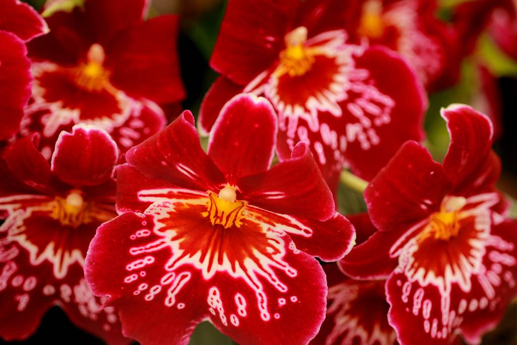 Мильтония и одонтоглоссум: особенности орхидеи | cельхозпортал