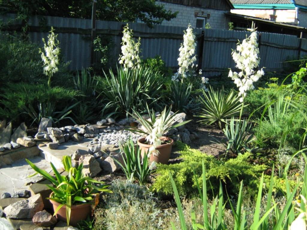 Юкка садовая: особенности посадки и ухода в климате средней полосы, как подготовить растение для зимовки в открытом грунте