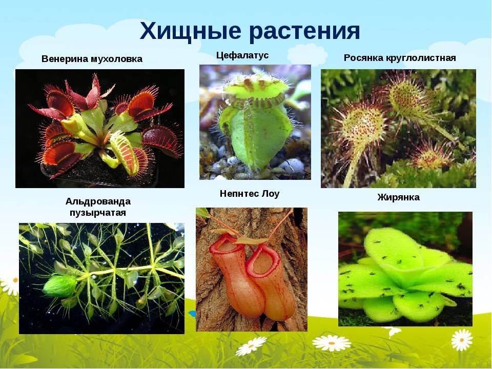 Лучшие комнатные хищные растения. список насекомоядных растений с названиями и фото — ботаничка