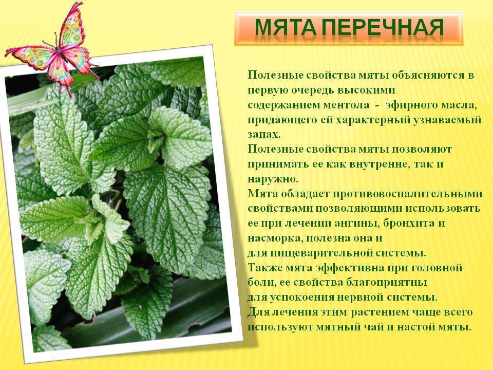 Мята: виды, полезные свойства, заготовка, состав - luculentia.ru