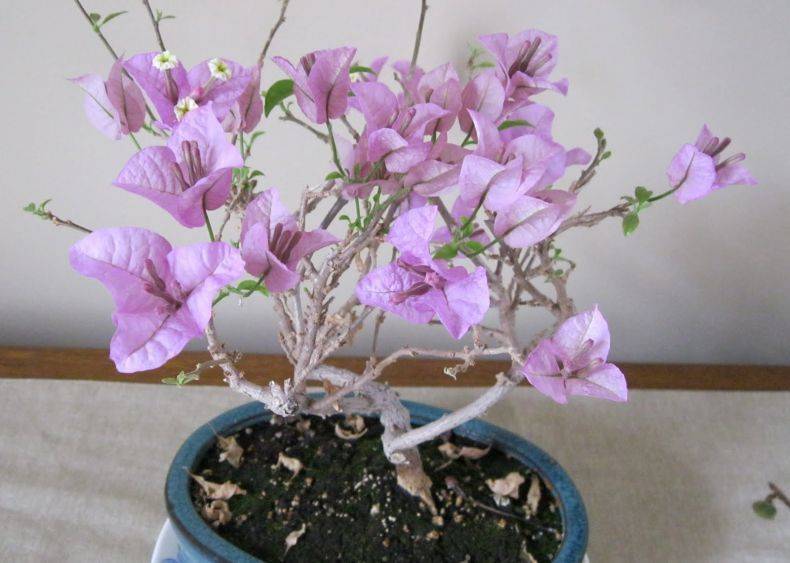 Цветок бугенвиллия в домашних условиях: уход, выращивание, размножение черенками, посадка, садовая дома, сорта
