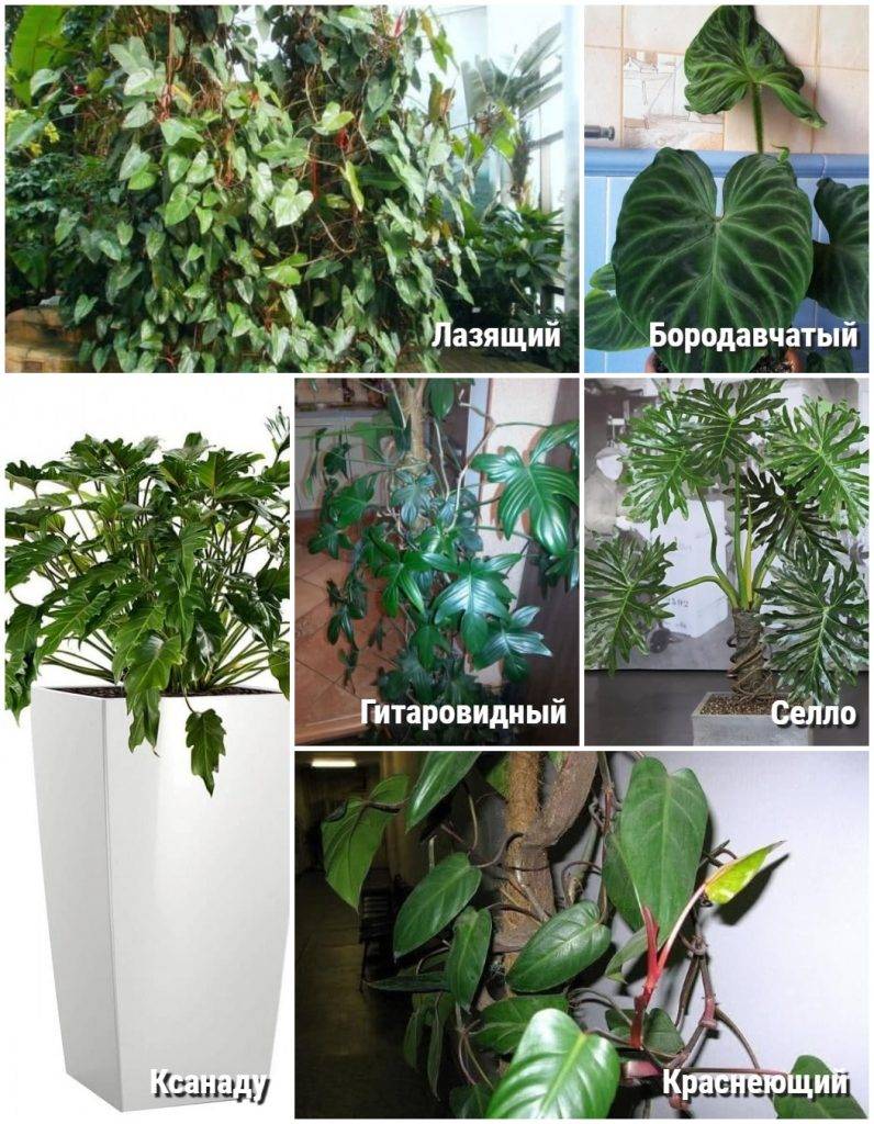 Семейство ароидных растений: список, описание, роды и виды