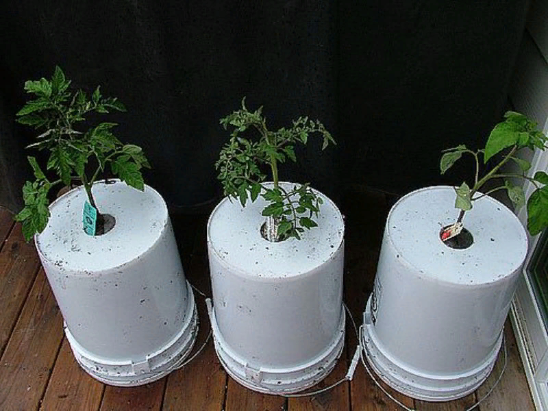 Вверх корнями – необычный способ выращивания томатов