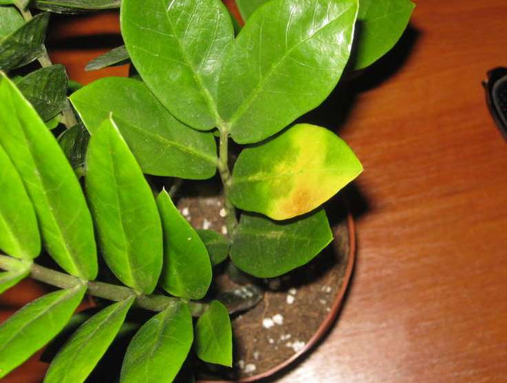 Желтеют листья у замиокулькаса в домашних условиях: 10 самых распространенных причин + как спасти комнатный цветок