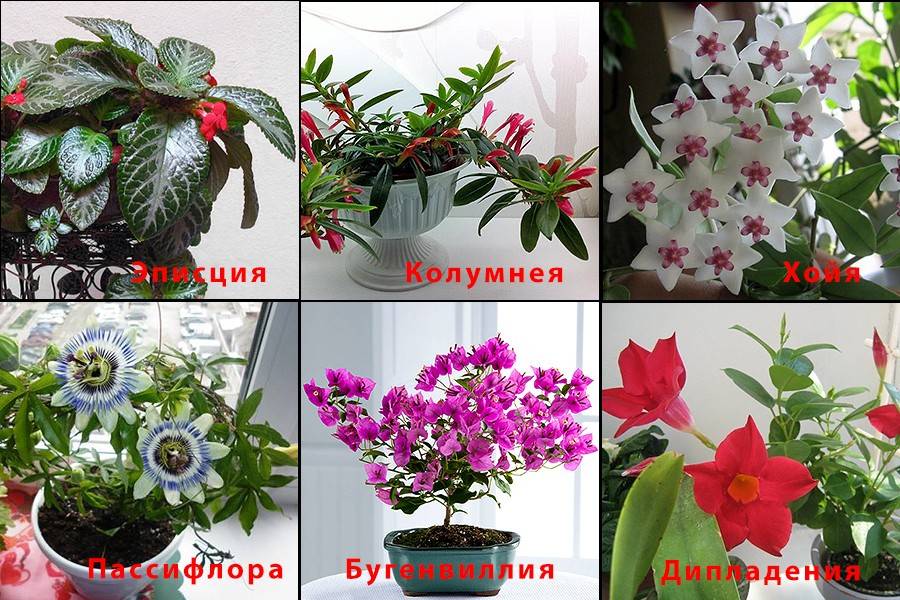 Цветущие комнатные цветы. 17 красиво цветущих комнатных растений, которые преобразят ваш дом! | красивый дом и сад