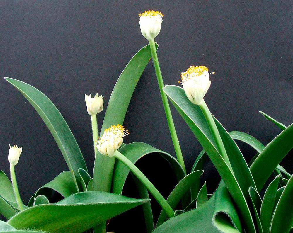 Гемантус: уход в домашних условиях, цветение, сорта и фото