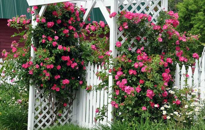 Описание канадской плетистой розы квадра: что за парковый цветок, выращивание