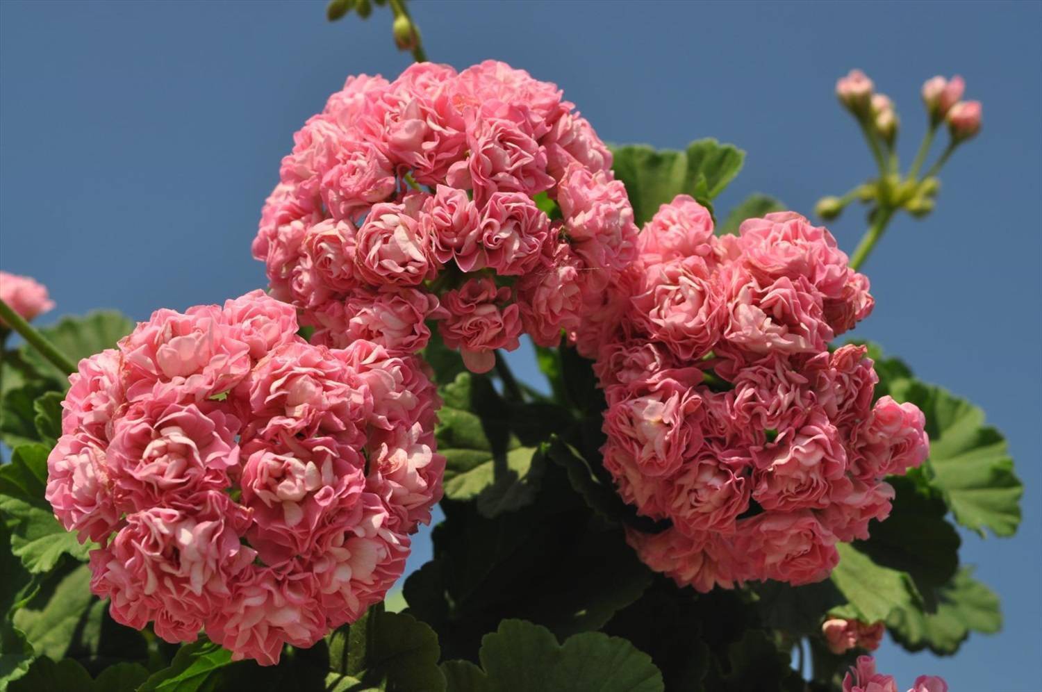 Пеларгония розебудная сорта фото | мой сад и огород