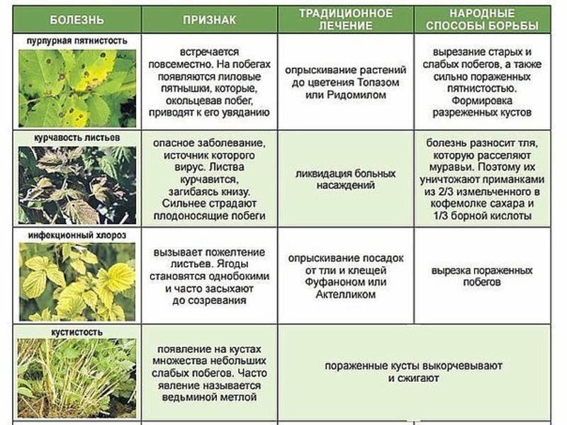 Антуриум: болезни листьев с фото и описанием лечения, борьба с вредителями
