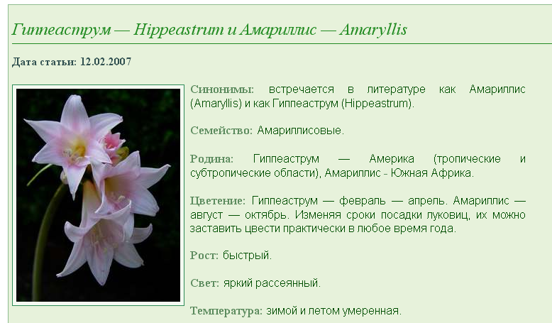 Гиппеаструм: описание, уход, выращивание (160 фото) +отзывы