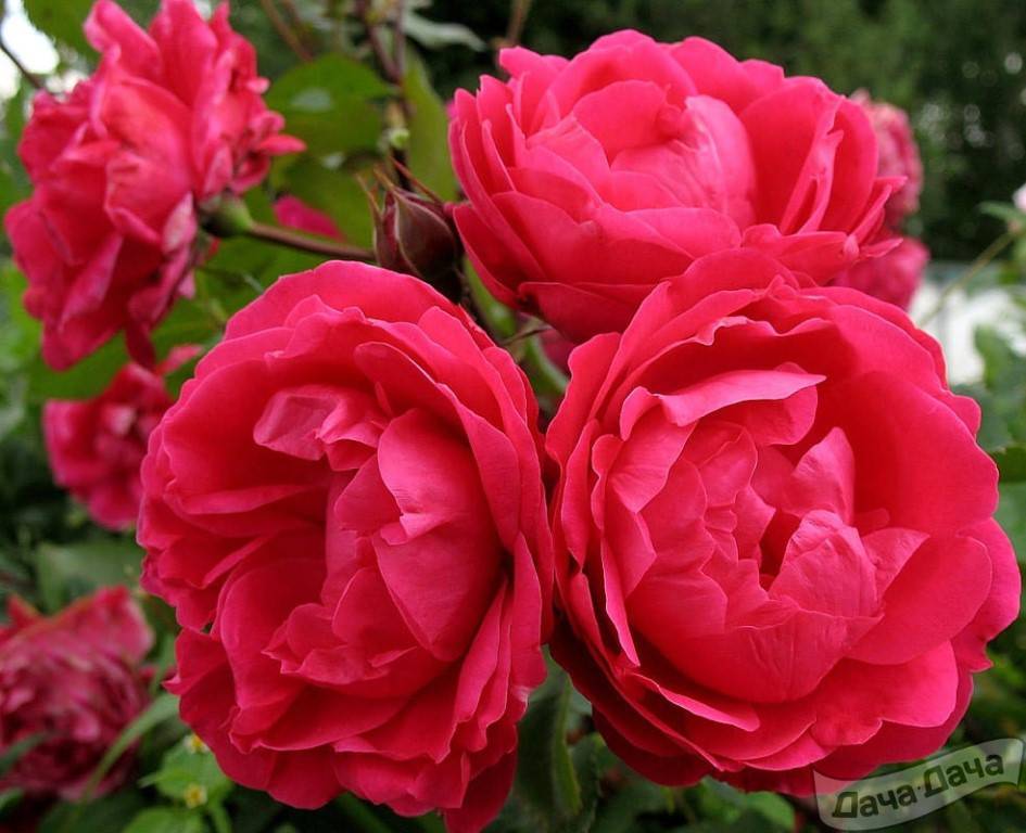 Роза юбилей кордеса / kordes jubilee — описание сорта