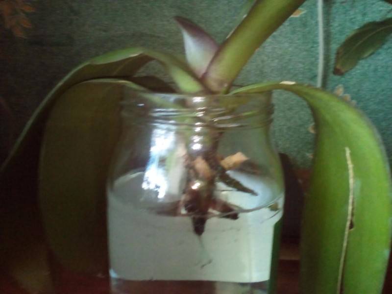 Как реанимировать орхидею, если сгнили корни, без листьев, как оживить в домашних условиях