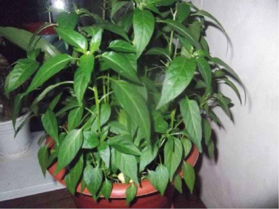 Комнатный эвкалипт — ароматный и требовательный. уход в домашних условиях. фото — ботаничка