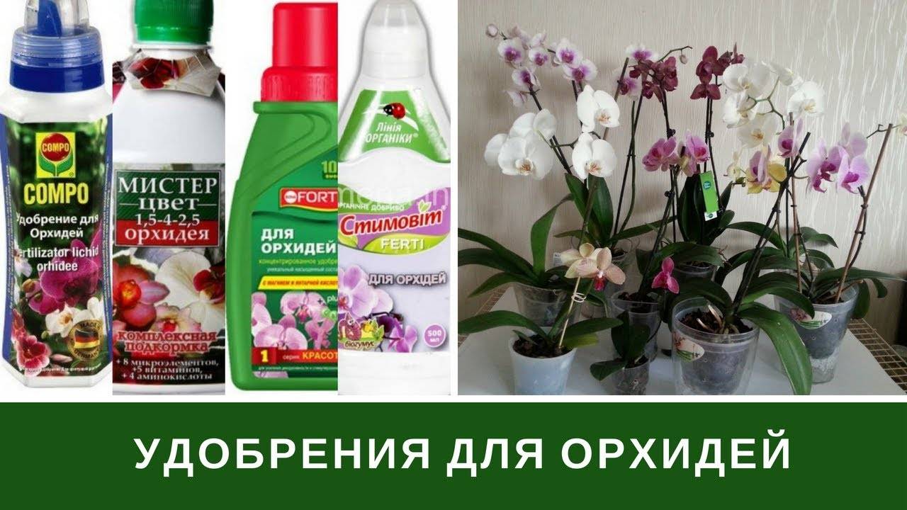 Чем подкормить орхидею в домашних условиях: во время цветения и для омоложения, выбор лучших специальных и народных средств, и когда лучше этого не делать?