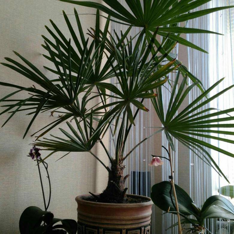 Домашняя пальма ливистона — правила ухода | дача cадовода