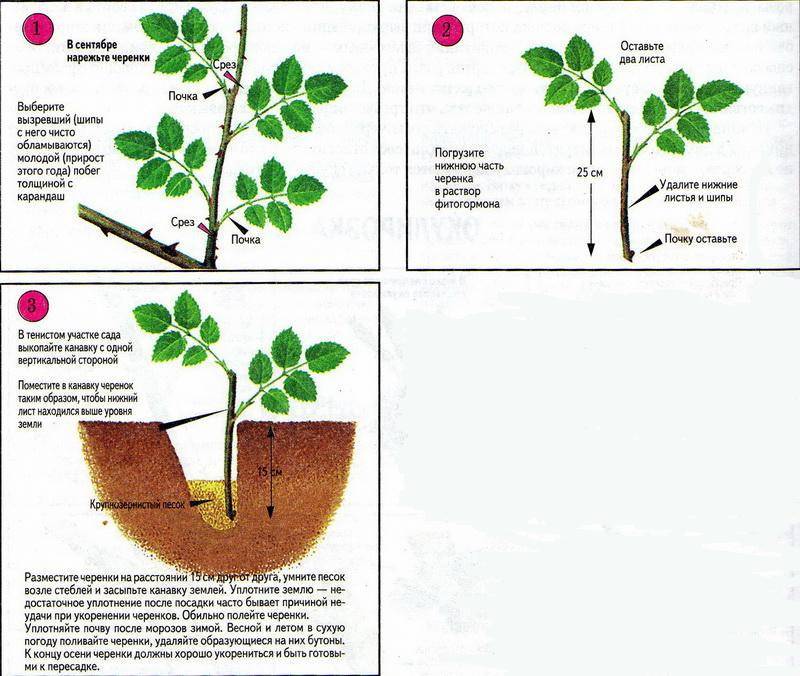 Как размножить плетистую розу черенками и отводками весной
