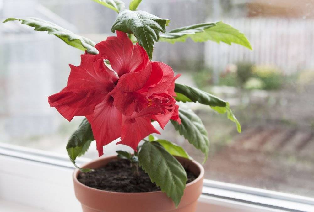 Комнатный гибискус, или китайская роза — красочное цветение и простой уход