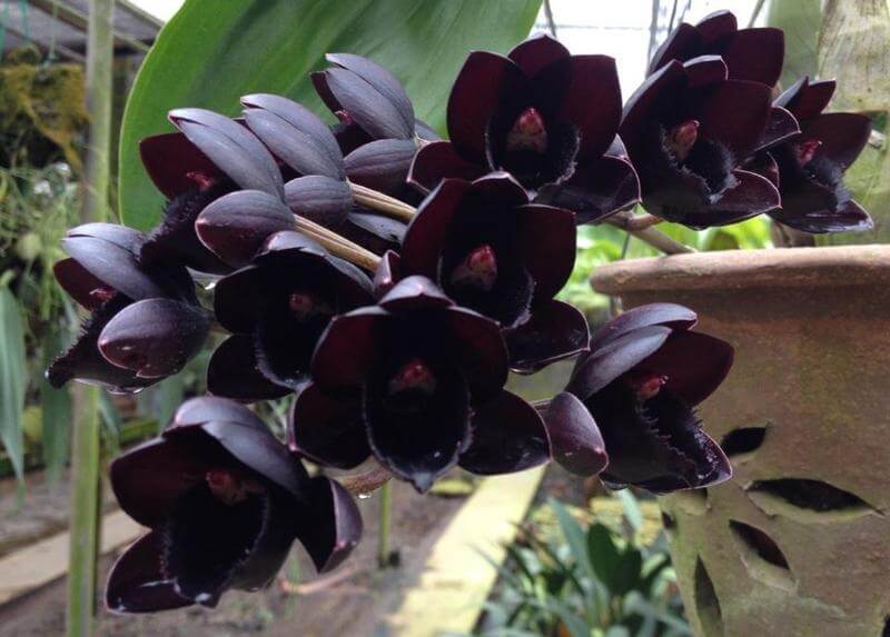 Описание 14 сортов черной орхидеи: уход, болезни