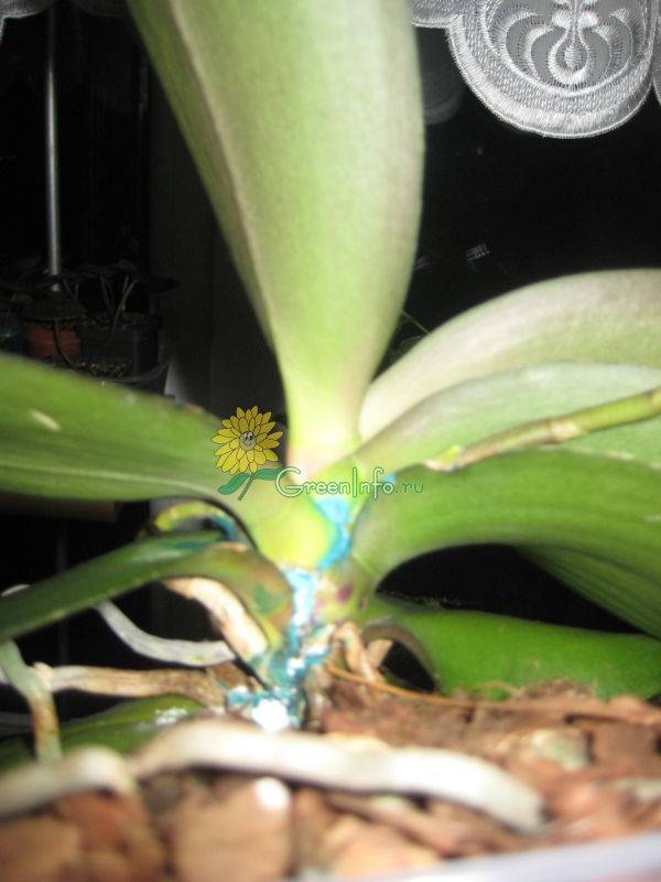 Как отделить детку орхидеи от материнского растения правильно, когда и как отсоединить прикорневой отросток, отводок из пазухи листа, от ствола и у основания? selo.guru — интернет портал о сельском хозяйстве