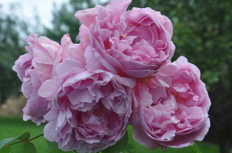 Роза мэри роуз: фото, описание, отзывы, в декоре сада