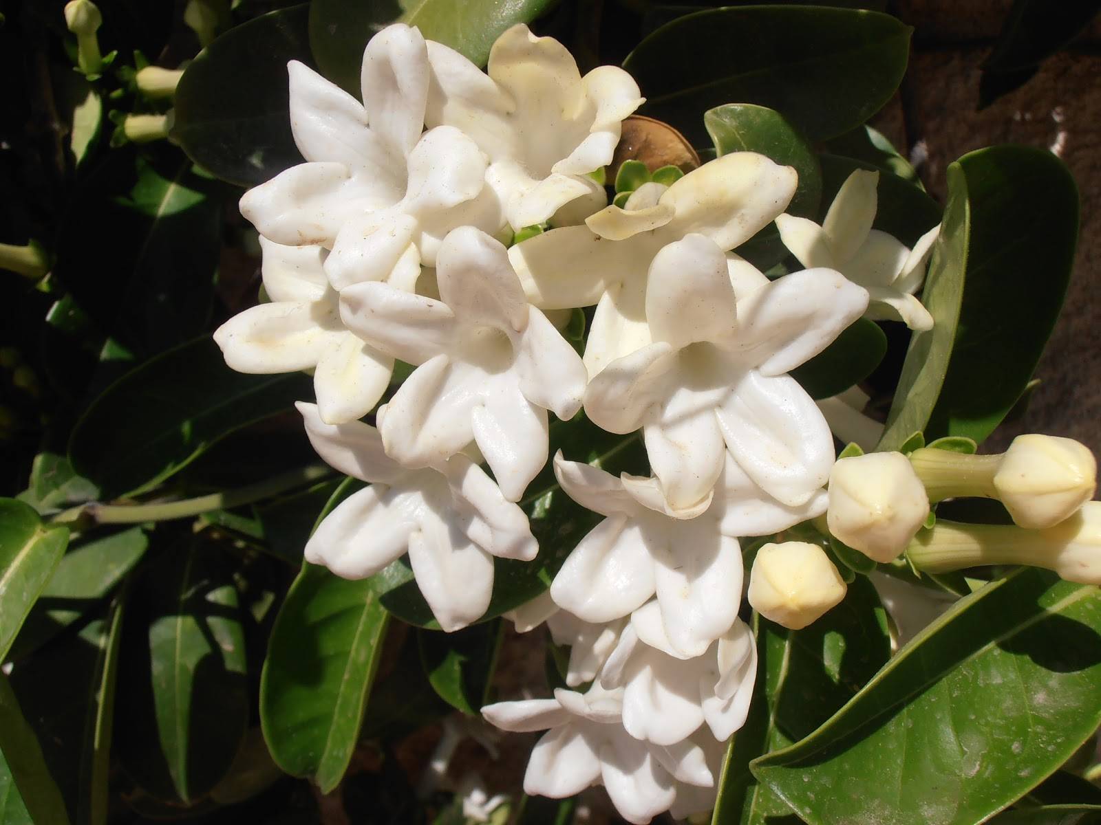 Стефанотис — царские цветение, аромат и капризы. уход в комнатных условиях. фото — ботаничка