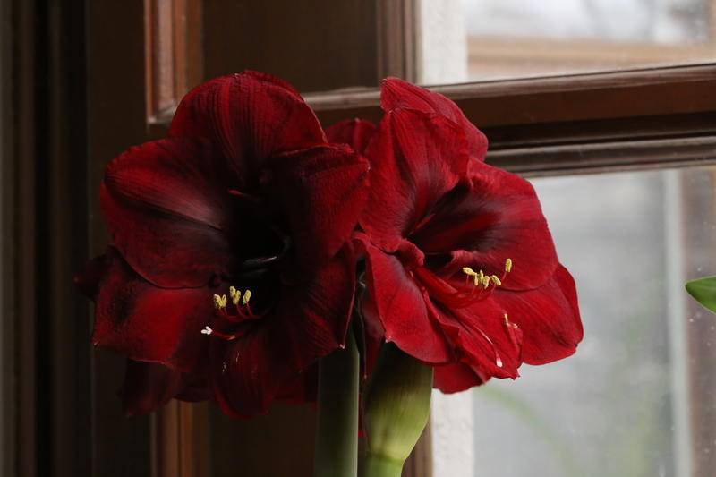 Цветок гиппеаструм домашний — многоликий гибрид: описание, виды, уход, выращивание, размножение и другая полезная информация (160 фото) +отзывы