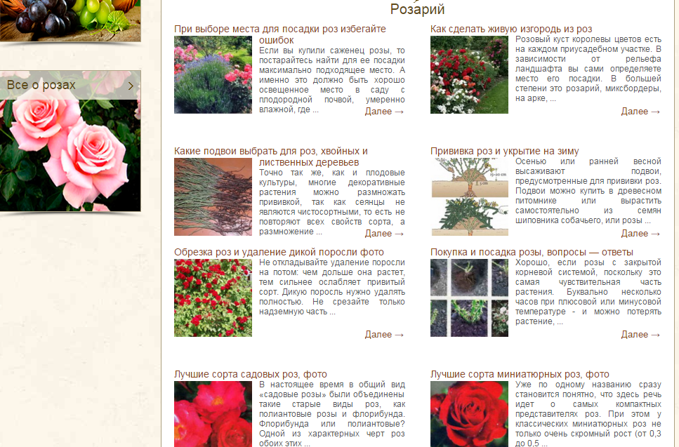 Розы: структура и особенности растения | энциклопедия роз