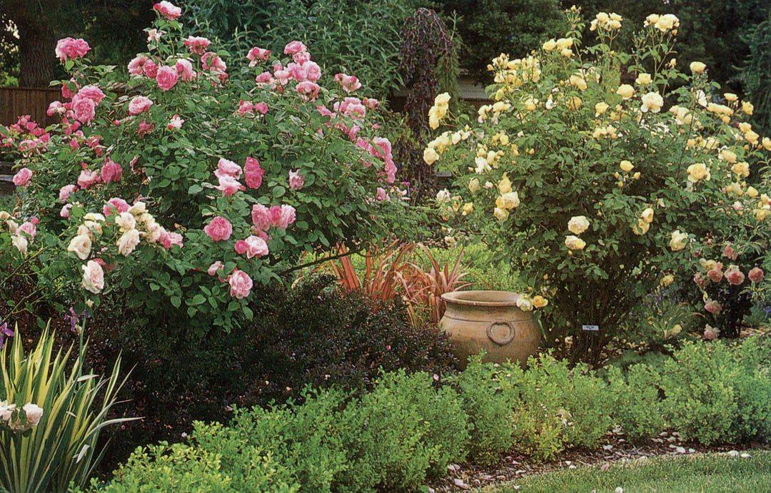 Мэри роуз- английская роза: выращивание +фото и видео- инструкции по уходу