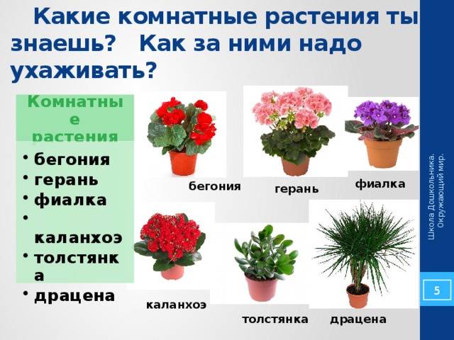 Какие цветы обязательно должны быть в доме