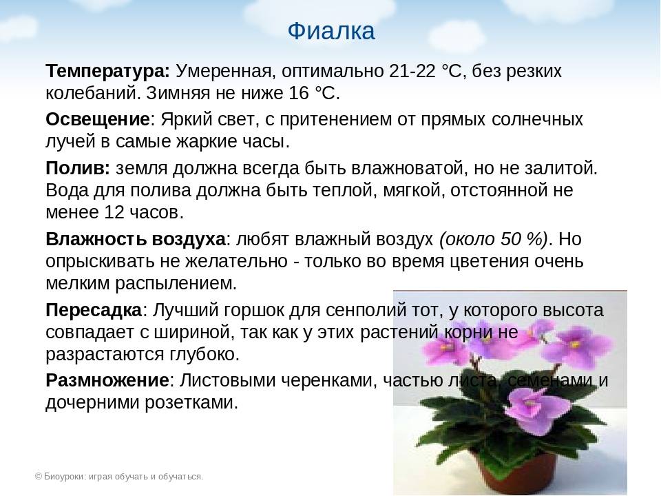 Полив домашних растений – все нюансы и правила | wikibotanika.ru