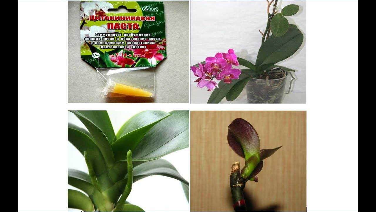 Цитокининовая паста для орхидей
