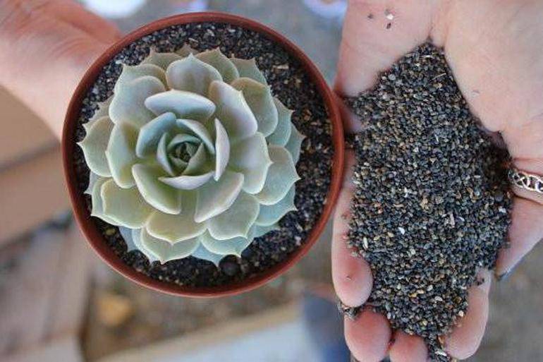 Грунт для кактусов: основные требования к почве и варианты в домашних условиях